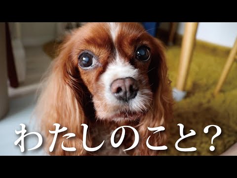 元保護犬のキャバリアを家族に迎えて溺愛したら、超甘えん坊になりましたw