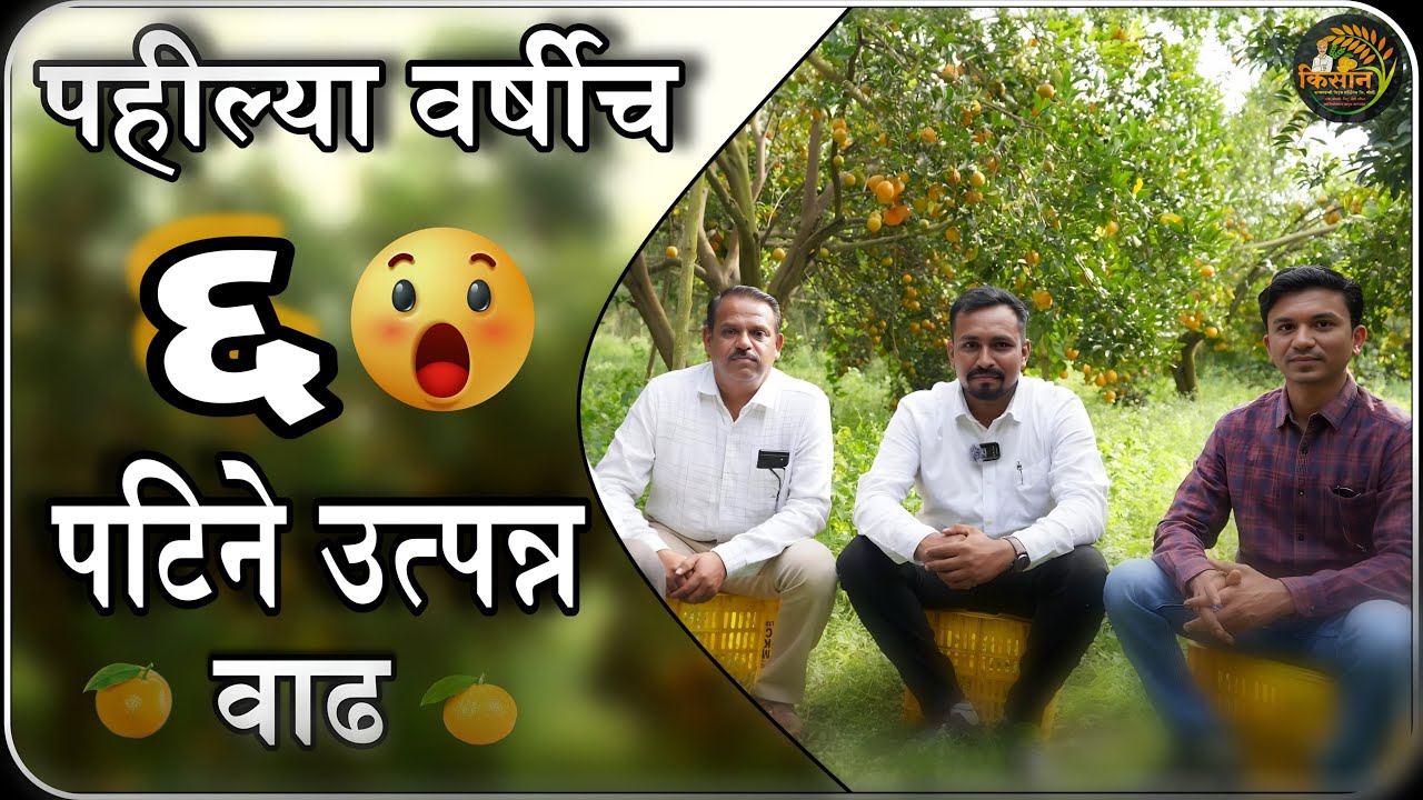 संत्राबागेमध्ये पहिल्याच वर्षी 6 पटीने उत्पन्न वाढ|मार्गदर्शक-गौरव तायवाडे|किसान कन्सल्टन्सी.मोर्शी
