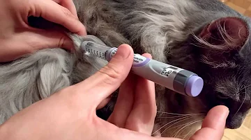 Onde se aplica insulina em gatos?