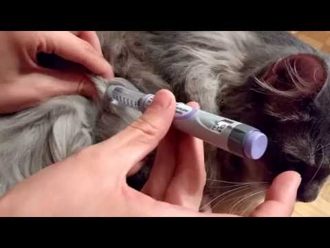 Lantus pen diabetic cat