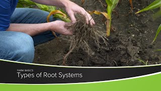 Types of Root Systems