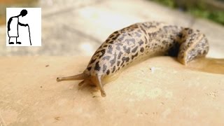 Leopard Slug Limax maximus