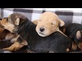 June - Johnney 2/20/21 Lakeland Terrier Puppies 2 weeks old の動画、YouTube動画。