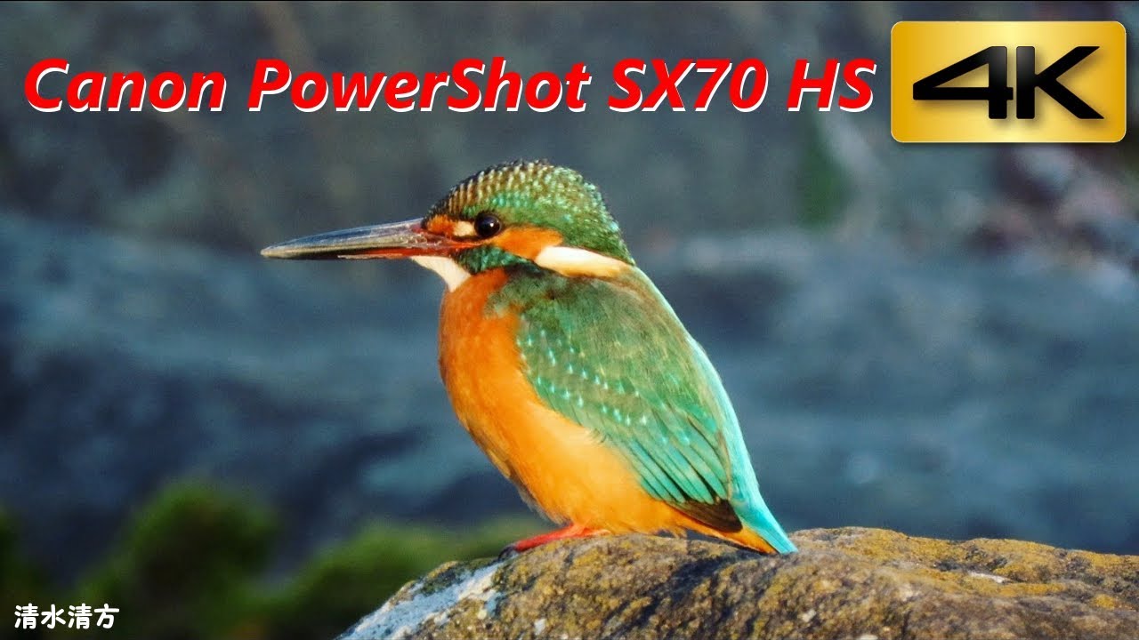 【作例あり】Canon PowerShot SX70HS キャノン パワーショット SX70 HS 4Kテスト 作例 カワセミ 翡翠