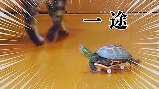 【爆笑総集編】スケボー亀、大好きな猫を追いかけ回す【A compilation of skateboarding turtles chasing cats】