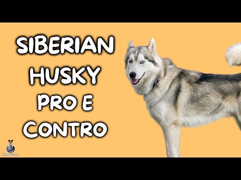 Video: Perché i siberian husky sono i cani migliori?