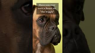 The Incredible Wiggle: Surprising Fact About Boxer Dogs!