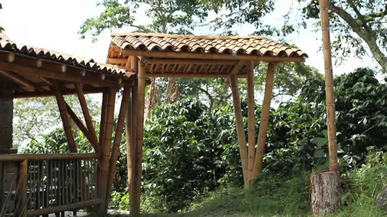 Guadua, la planta de los mil usos