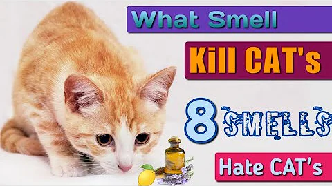 8 Smells Cats Hate the Most, What Smell will Repel Cats, DIY Cat Repellent, Natural Cat Repellent