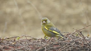 Greenfinch; voice / Zvonek zelený; sameček, samička, hejnko, zpěv, hlas