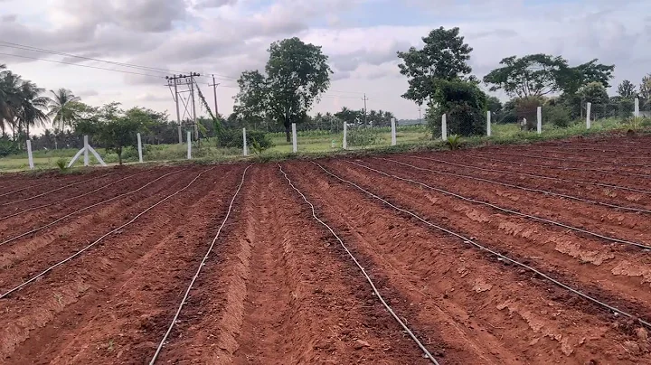 Drip Irrigation at PranavaSimha farms | Subhash Palekar Natural Farming (SPNF) | Coconut model