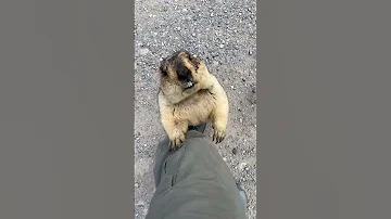 Просветлённый сурок в Тибете