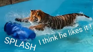 Tiger's reaction to the perfect tiger toy!