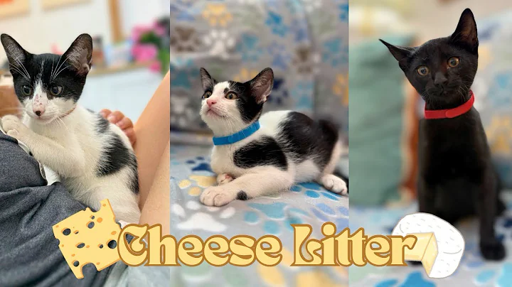 Meet the Cheese Kitties!