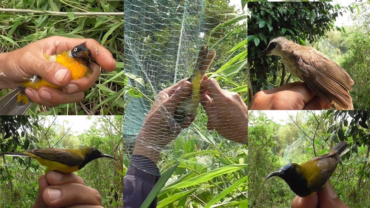 Menjaring Bermacam Jenis Burung Liar Di Hutan