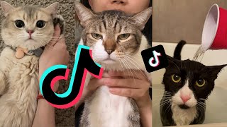 Cat Compilation that will make your day #1 (TikTok Edition) by CutieCats 69 views 2 years ago 3 minutes, 23 seconds