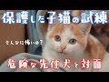 保護した子猫と大型の先住犬がケージ越しに対面した日【犬と猫】