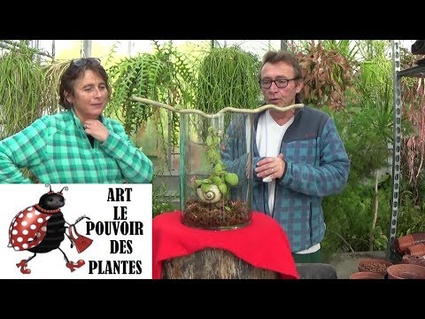 Vidéo: Plantes de fourmis Dischidia - Comment prendre soin de Dischidia