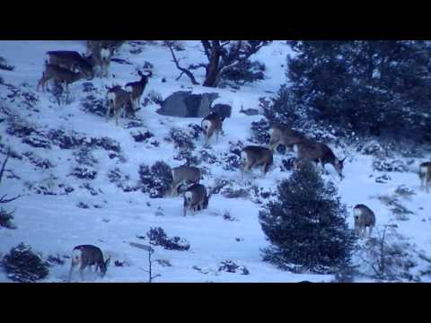 Video of a herd Of Mule Deer Shot with a Tines Up Scope)Cam adapter in White Pine county. Distance was just under 1000 yards! We have been watching this herd of deer for the last Couple days. Today the last Buck in this herd dumped his last antler!!!!!!!! And I was finally able to shoot some video through my spotter with TU Scope)Cam Adapter sorry for the shakiness and My spotter was a little out of focus. I am still learning how to digiscope!!!!!!! So far I am very happy with the set up!!! its just hard panning at long distances. These deer were filmed at 800-1000 yards away!!!