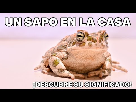 🔮🐸 El simbolismo de los SAPOS EN LA CASA ¡Te sorprenderá! 🏡✨ Los sorprendentes mensajes que los sapos en tu casa pueden estar enviando
