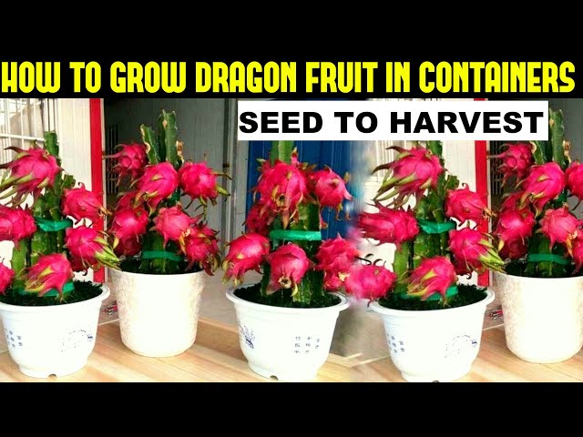 How To Grow Dragon Fruit | FULL INFORMATION