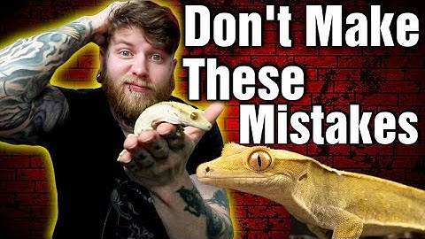 Stop Doing This! Top 5 Crested Gecko Mistakes & How To Avoid Them