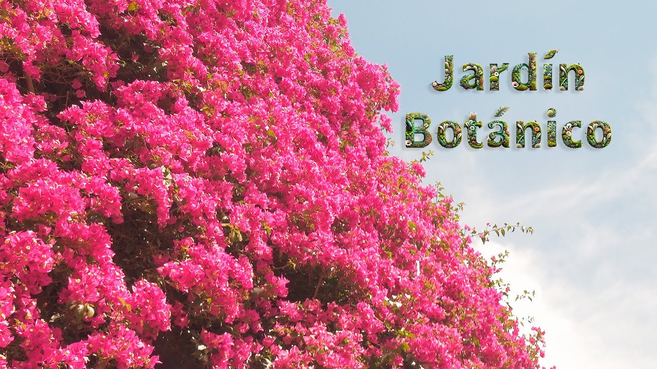 JARDÍN BOTÁNICO de BARCELONA  4K  | nature walk