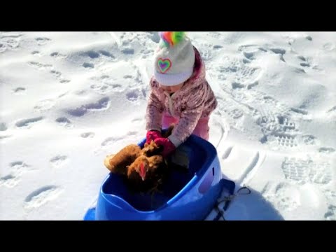 Three-year-old Nova Scotia girl takes her chickens on sled rides