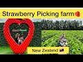 Strawberry farm in new zealand