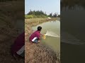 menjala ikan di danau yang hampir kekeringan#shorts#ikan#fish