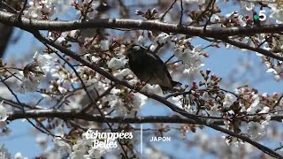 Le Japon des cerisiers en fleurs - Échappées belles