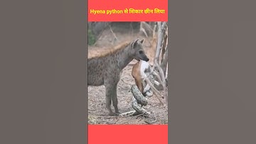 hyena attack on impala #short #shortvideo #pythanattack #impala #hyena