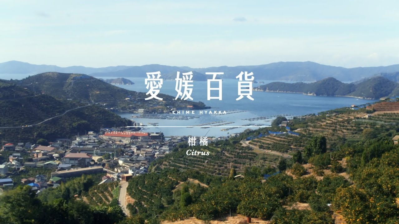 みかん寒天ゼリー オールスターセット 150g×12本｜永久不滅ポイント