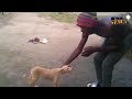 Un chiot qui se fait gifle