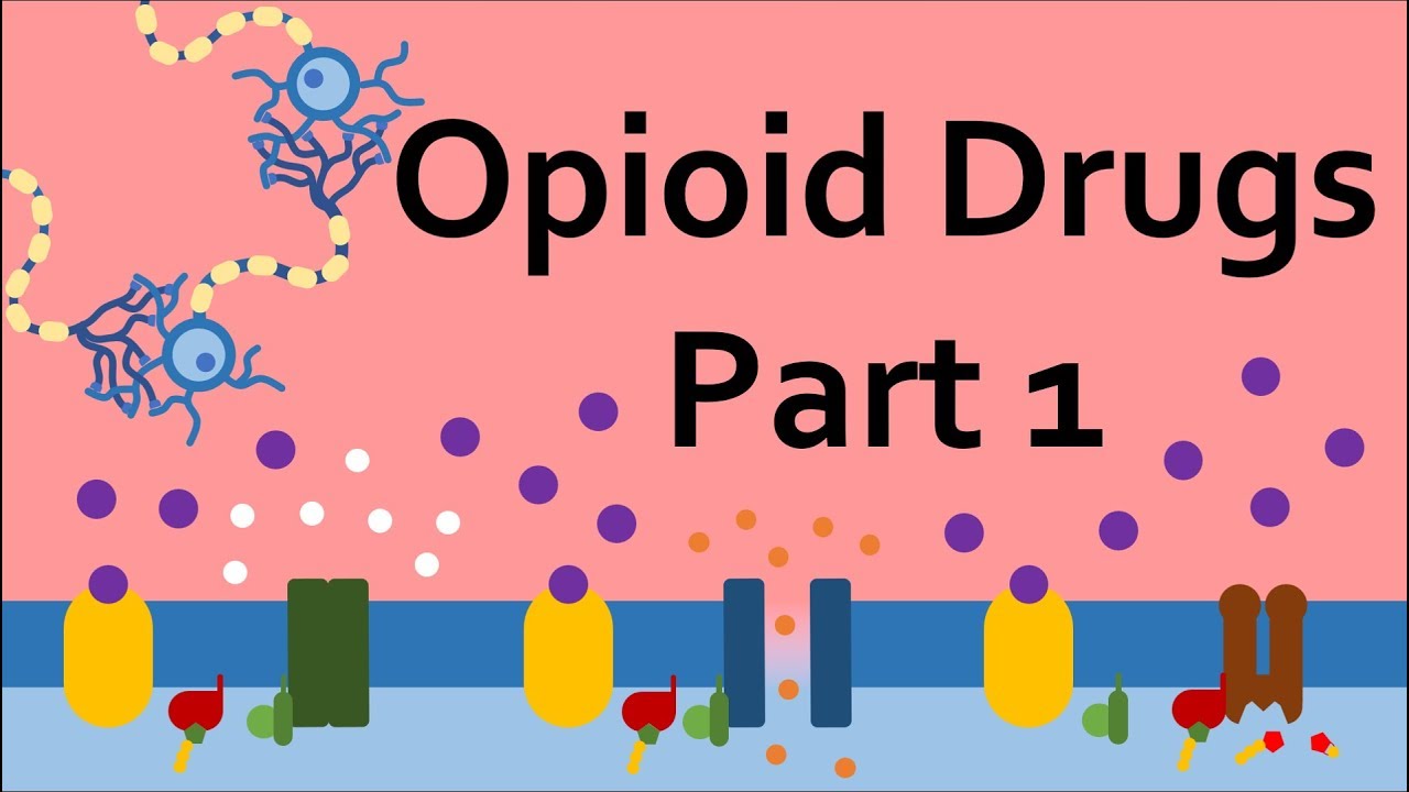 ⁣Opioid Drugs, Part 1: Mechanism of Action