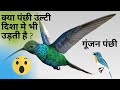 Do birds also fly in the opposite direction bird fly in opposite direction hummingbird