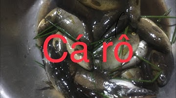 Câu Cá Rô Đồng Đụng Phải Cá Rô Khủng Nướng Ăn Tại Chỗ Quá Đã"Xóm Cây Nhãn"