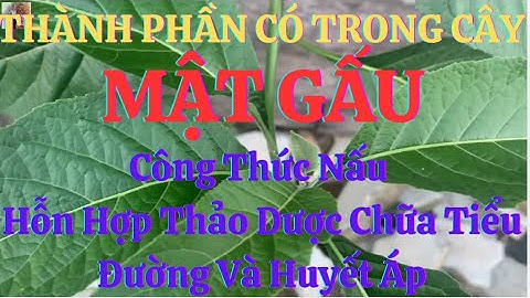 Cây Mật Gấu – Kháng Tiểu Đường, Ổn Định Huyết Áp: Công Thức Thảo Dược Hiệu Quả Tại Nhà