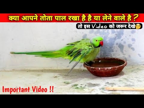 वीडियो: तोता कैसे पालें