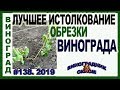 🍇 Обрезка ВИНОГРАДА на СУЧОК ФОРМИРОВАНИЯ. СТУПЕНЧАТОЕ формирование винограда. Часть 4.