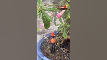 Trên tay nhanh béc tưới vừa phun sương vừa tưới nhỏ giọt 8 tia độc lạ giá rẻ tưới cây tưới bồn hoa