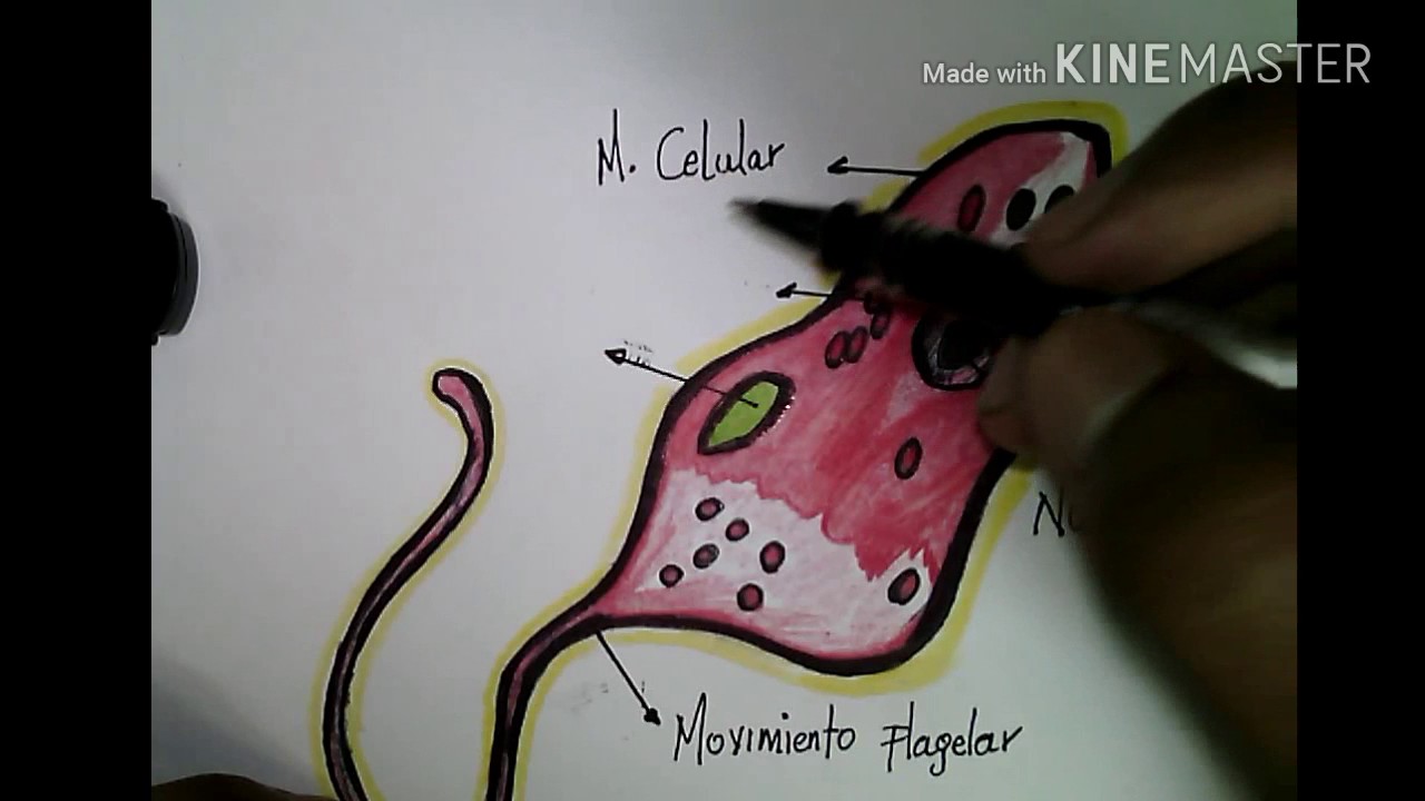 Dibujar Una Euglena Facil YouTube dibujar-una-euglena-facil-youtube