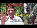 Sunday special  top working  top grafting  rejuvenation  a success story of shahnawaz a khan