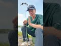 これ大事！タニーフロッグと野良ネズミの使い分け【Vish たくみづけ】 #shorts