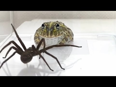 Video: Wie viele Beine hat eine Kakerlake? Arten von Kakerlaken: Namen, Fotos, Struktur