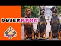 DOBERMANN NASIL BİR KÖPEKTİR - DOBERMANN ÖZELLİKLERİ - DOBERMAN EĞİTİMİ @Gökhan Dinçtürk