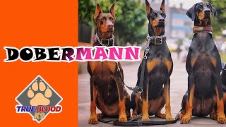 DOBERMANN NASIL BİR KÖPEKTİR - DOBERMANN ÖZELLİKLERİ - DOBERMAN EĞİTİMİ @Gökhan Dinçtürk