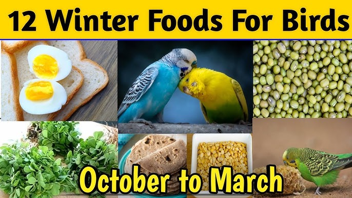budgies winter food | birds winter best diet | budgies parrots breeding  formula | winter seadmix - YouTube