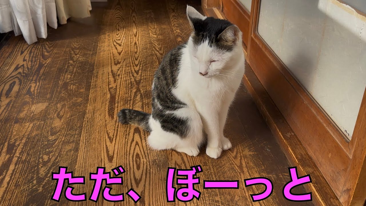 保護猫ナターシャの509日目：ひなたぼっこでボーッとする