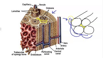 Microscopic Structure of Bone